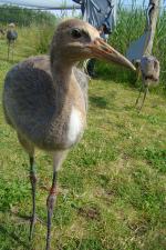 Black Yellow Black (red green) - 2nd July 2014 Black Yellow Black (red green) - 2nd July 2014